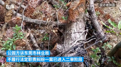 判决书：观音山国家森林公园诉林业局未依法履