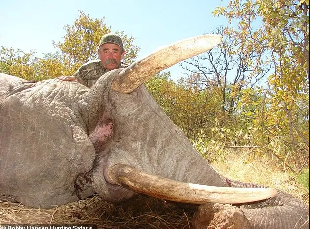 5头大象踩死美千万富豪 评论区却刷屏“报应”