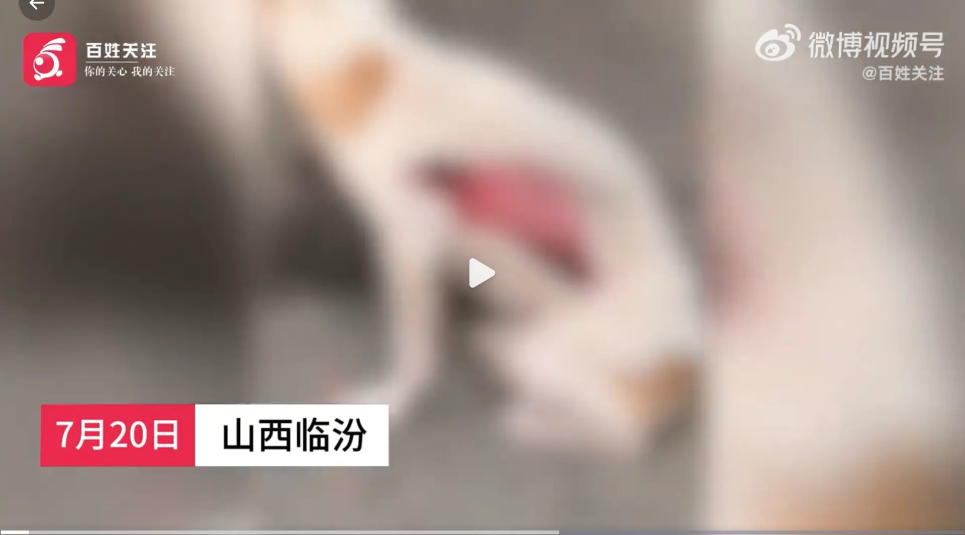 山西发生两起人为剥皮虐狗事件 舆论炸锅