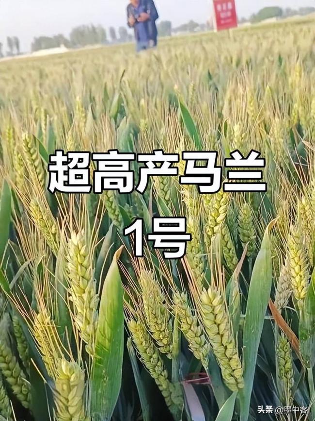 曾被全球专家判死刑 华北地下水被救回来了