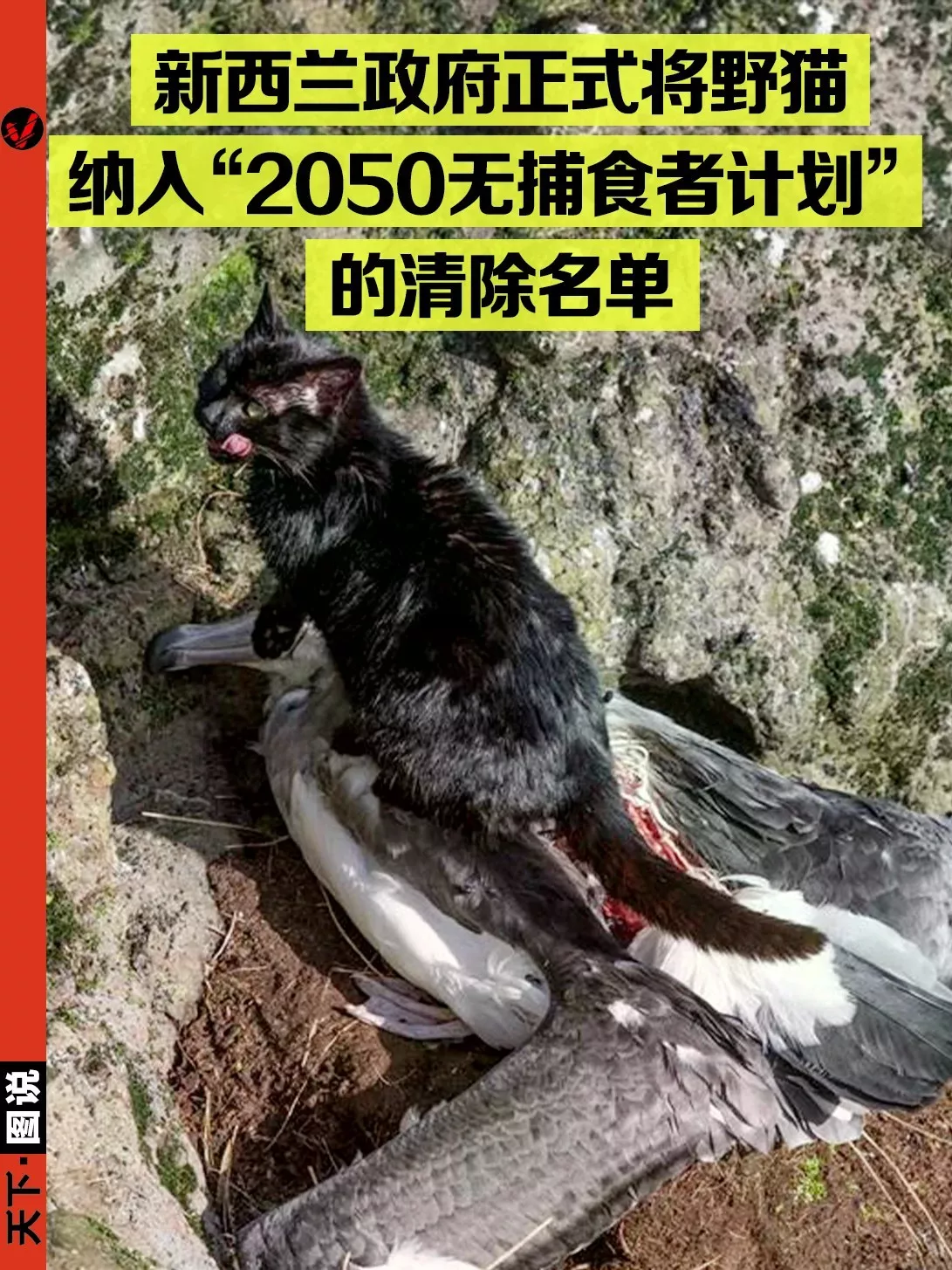 举全国之力杀猫,猫怎么成了新西兰公敌?